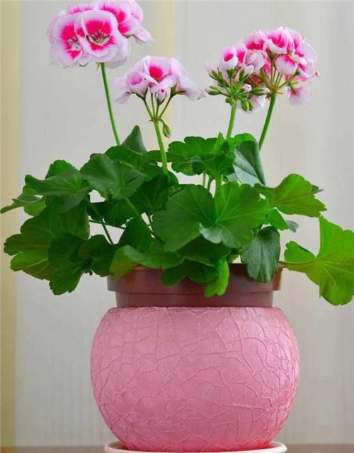 常見的旺家花卉，家里有嗎