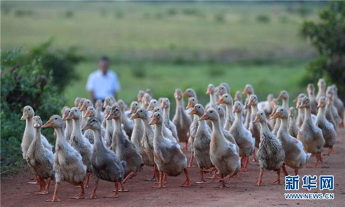 海口:濕地入城美如畫(huà)