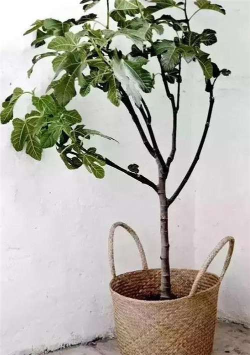 這樣插花,即使花謝了屋子依然會很美