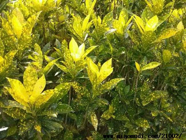 什么植物才適合用來做室外垂直綠化?