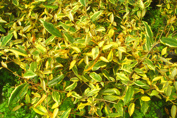 什么植物才適合用來做室外垂直綠化?