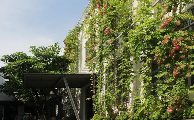 什么植物才適合用來做室外垂直綠化?