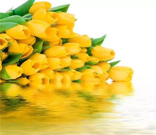簡(jiǎn)單又好看——八大花藝配色法