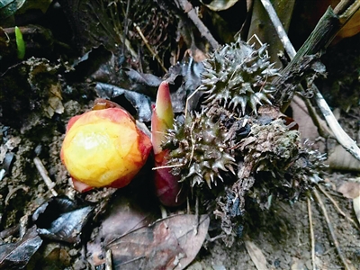 云南：黃連山保護(hù)區(qū)發(fā)現(xiàn)4種新植物