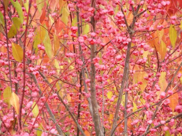 運用彩葉樹,豐富景觀設計的色彩