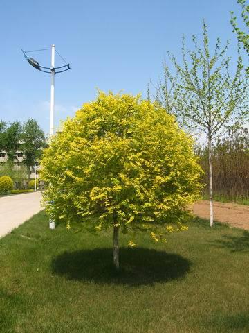 運用彩葉樹,豐富景觀設計的色彩