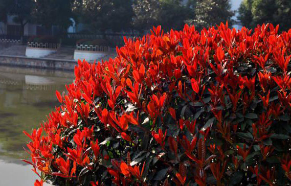 運用彩葉樹,豐富景觀設計的色彩
