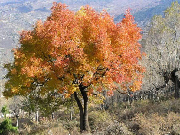運用彩葉樹,豐富景觀設計的色彩