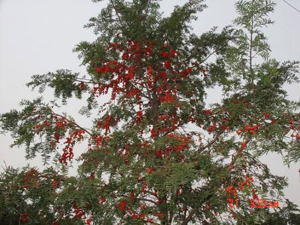 運用彩葉樹,豐富景觀設計的色彩