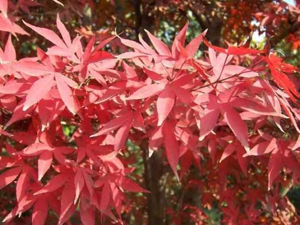 運用彩葉樹,豐富景觀設計的色彩