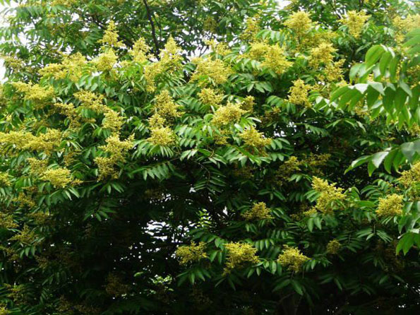 運用彩葉樹,豐富景觀設計的色彩
