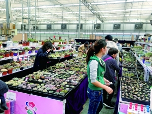 北京花鄉(xiāng)：花香中道別四大花卉交易市場(chǎng)