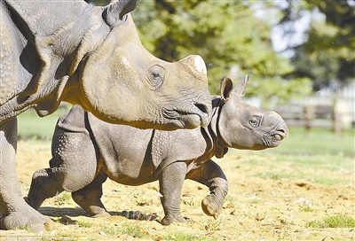 印度十大國家公園的神秘誘惑