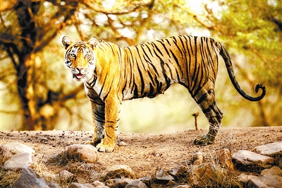 印度十大國家公園的神秘誘惑