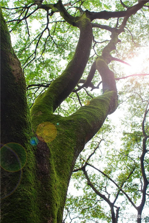 林城山水中，享一份寧靜——廣東中山國家森林公園