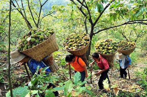 森林城市：涂抹“綠”生活