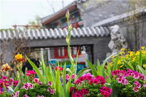 2019園冶杯專業(yè)獎丨2019北京世園會北京園