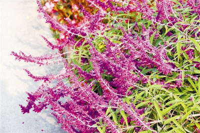 專家之聲：中國花境崛起從何入手？