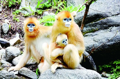 楊銳:在秦巴山脈構(gòu)建國(guó)家公園