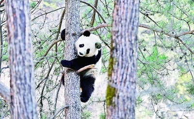 楊銳:在秦巴山脈構(gòu)建國(guó)家公園