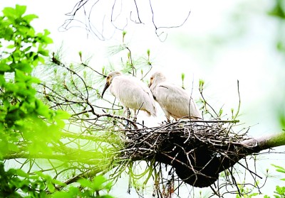 楊銳:在秦巴山脈構(gòu)建國(guó)家公園