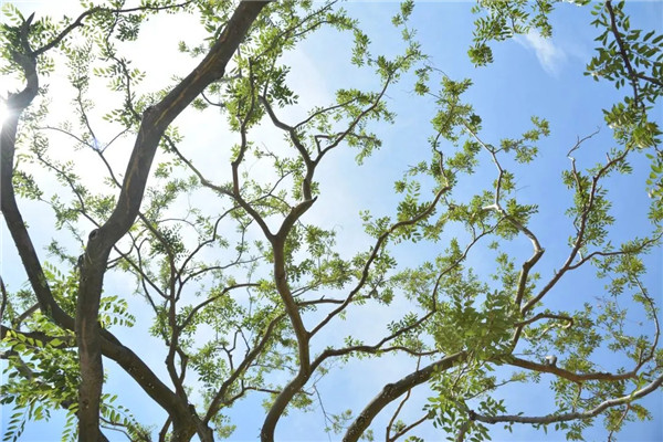 創浦景觀|萬科海上都會