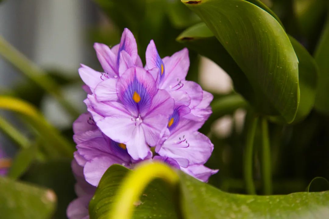 海躍潤(rùn)園丨北京魯能格拉斯別墅花園