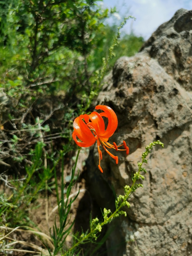 園冶杯一等獎得主孫紹營：研究“草原最美的花”