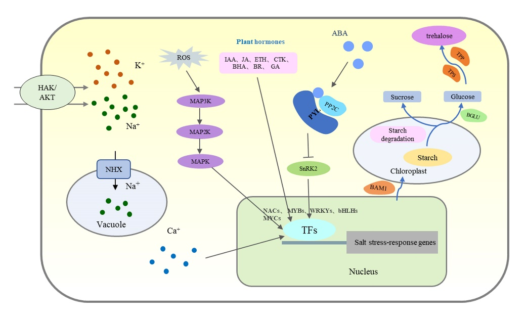 園冶杯一等獎得主孫紹營：研究“草原最美的花”
