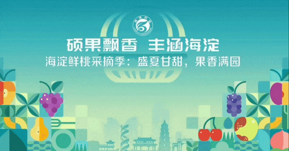 碩果飄香·豐涵海淀——海淀鮮桃采摘季：盛夏甘甜，果香滿(mǎn)園