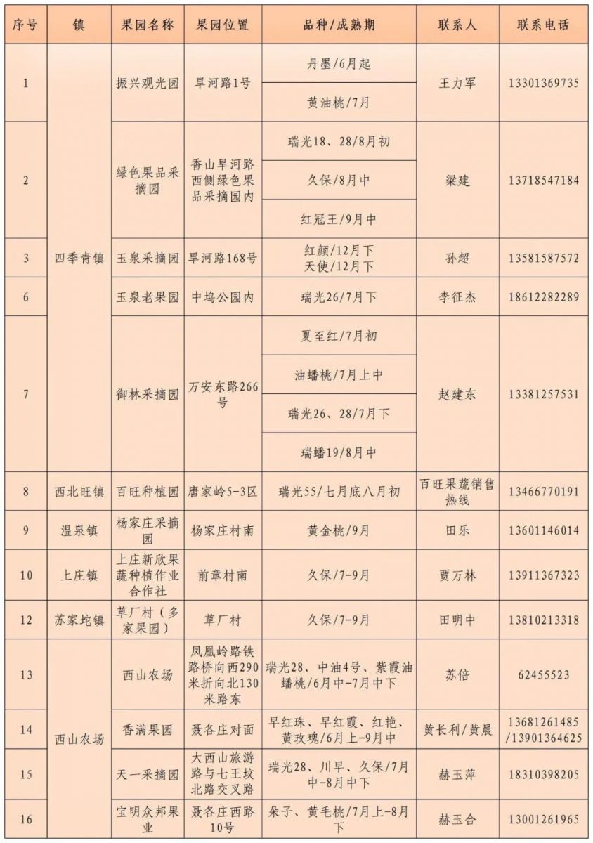 碩果飄香·豐涵海淀——海淀鮮桃采摘季：盛夏甘甜，果香滿(mǎn)園
