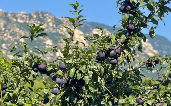 碩果飄香·豐涵海淀丨海淀李子:紫玉垂枝,酸甜馥郁