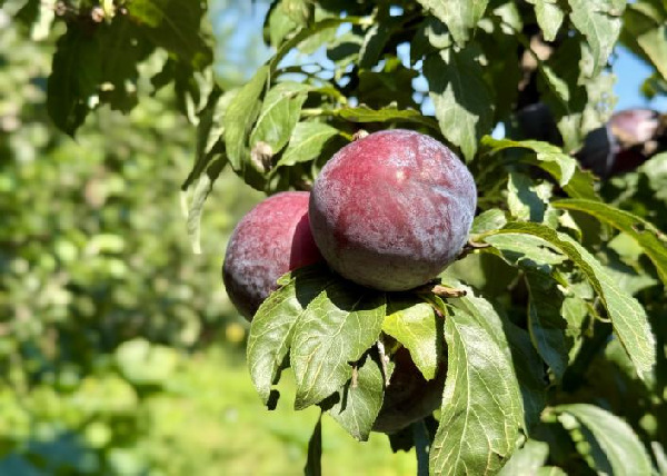 碩果飄香·豐涵海淀丨海淀李子:紫玉垂枝,酸甜馥郁