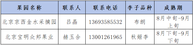 碩果飄香·豐涵海淀丨海淀李子:紫玉垂枝,酸甜馥郁