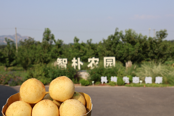 碩果飄香·豐涵海淀丨“梨”享生活 金秋味道