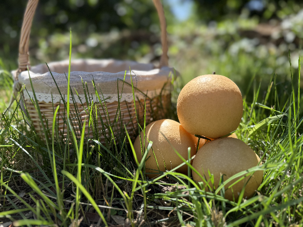 碩果飄香·豐涵海淀丨“梨”享生活 金秋味道