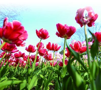 城市客廳“增值”,玄武湖亮出“南京解法”