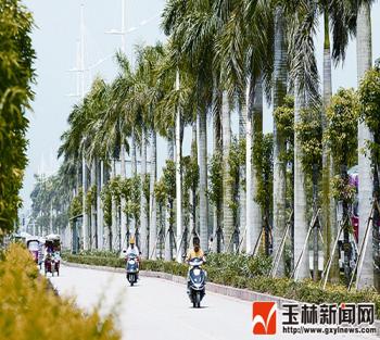 山東：膠州積極打造美麗森林城市