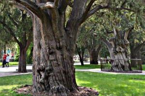 讓古樹(shù)公園為綠色文物保護(hù)添彩