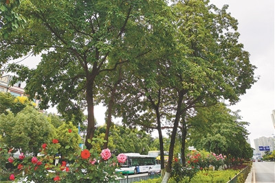 云南城鄉綠化美化三年行動為園林行業帶來機遇