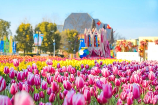 花海旅游，困在春天里