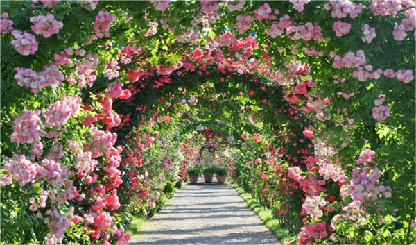 趙世偉：如何在鹽堿地城市建月季園？