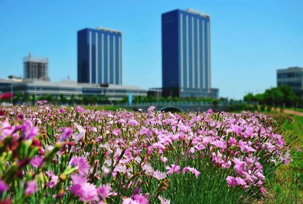 山東這里如何從不毛之地變綠色海洋