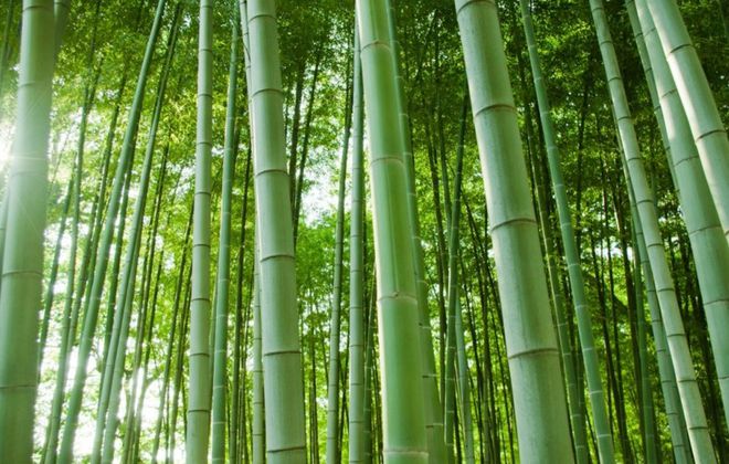 《“以竹代塑”全球行動(dòng)計(jì)劃（2023—2030）》發(fā)布