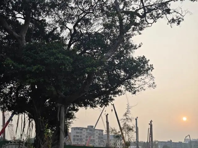廣州黃埔：改造舊村同時(shí)保護(hù)古樹(shù)