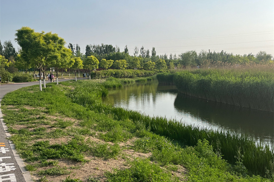 走近北京溫榆河公園：城市公園為何留“荒野”？