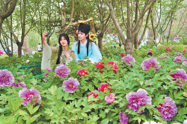 2026北京牡丹文化節(jié)啟幕 匯集品種超1300個